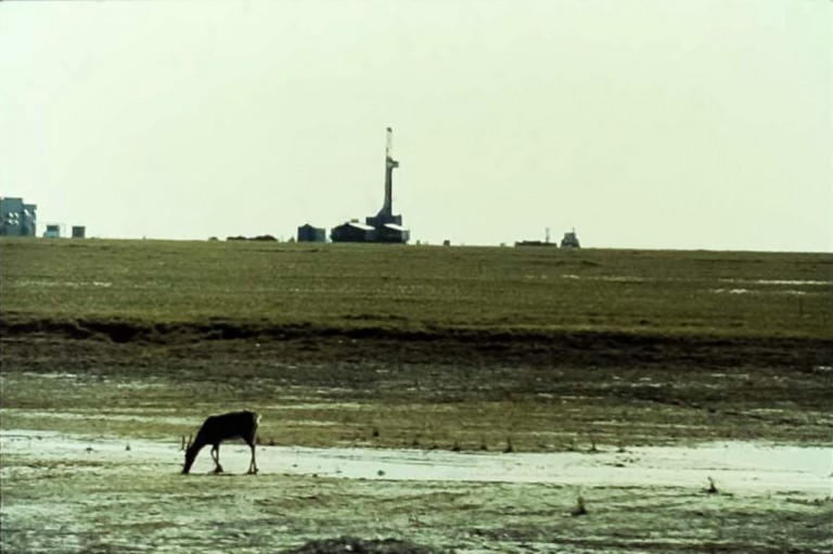 Caribou at Prudhoe Bay